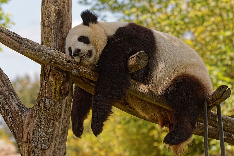 Cottages Le Mas de Loire and le Cedre, located near Chambord. | ZOO DE BEAUVAL