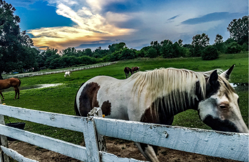 Gîtes Le Mas de Loire et le Cedre, situés près de Chambord. | A cheval