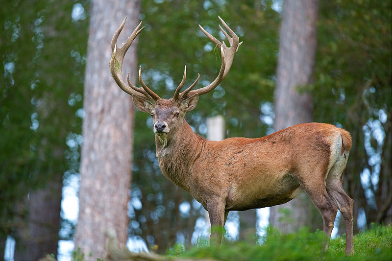 Gîtes Le Mas de Loire et le Cedre, situés près de Chambord. | Faune/flore